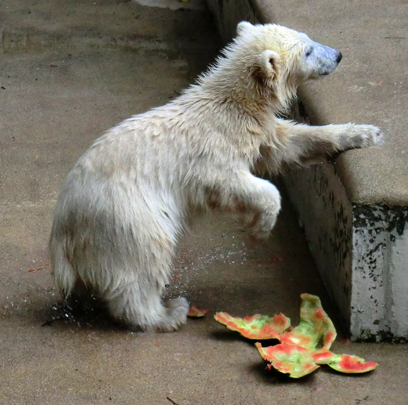 Eisbär am 9. Juni 2012 im Wuppertaler Zoo