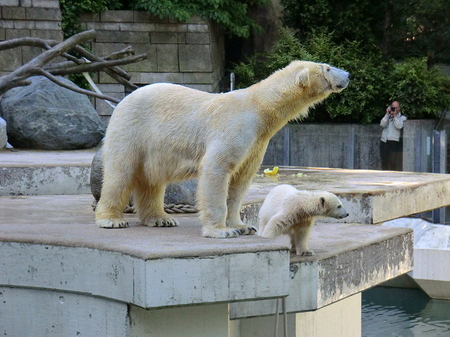 Eisbärin VILMA und Eisbärmädchen ANORI am 10. Juni 2012 im Wuppertaler Zoo