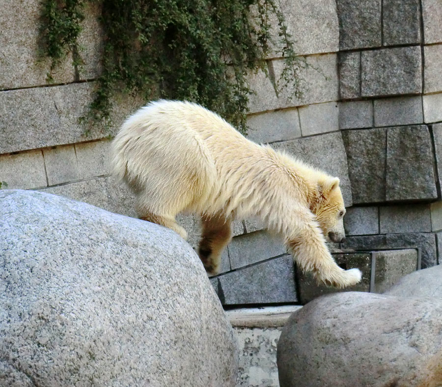 Eisbärmädchen ANORI am 10. Juni 2012 im Wuppertaler Zoo