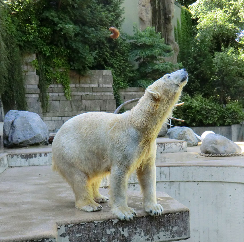 Eisbärin VILMA am 10. Juni 2012 im Zoo Wuppertal