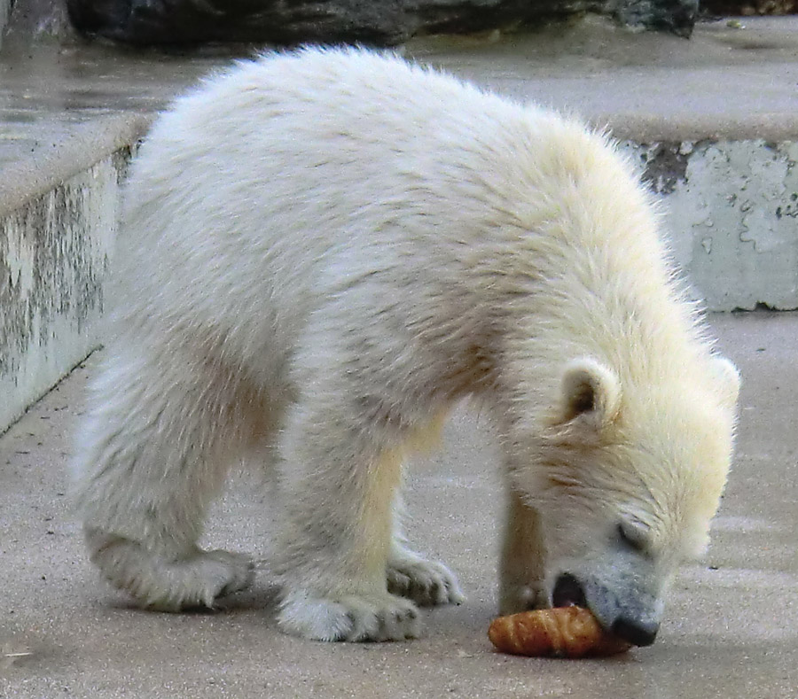 Eisbärmädchen ANORI am 10. Juni 2012 im Zoologischen Garten Wuppertal