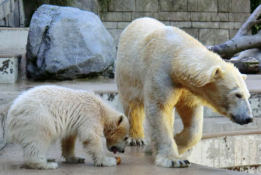 Eisbärmädchen ANORI und Eisbärin VILMA am 10. Juni 2012 im Wuppertaler Zoo