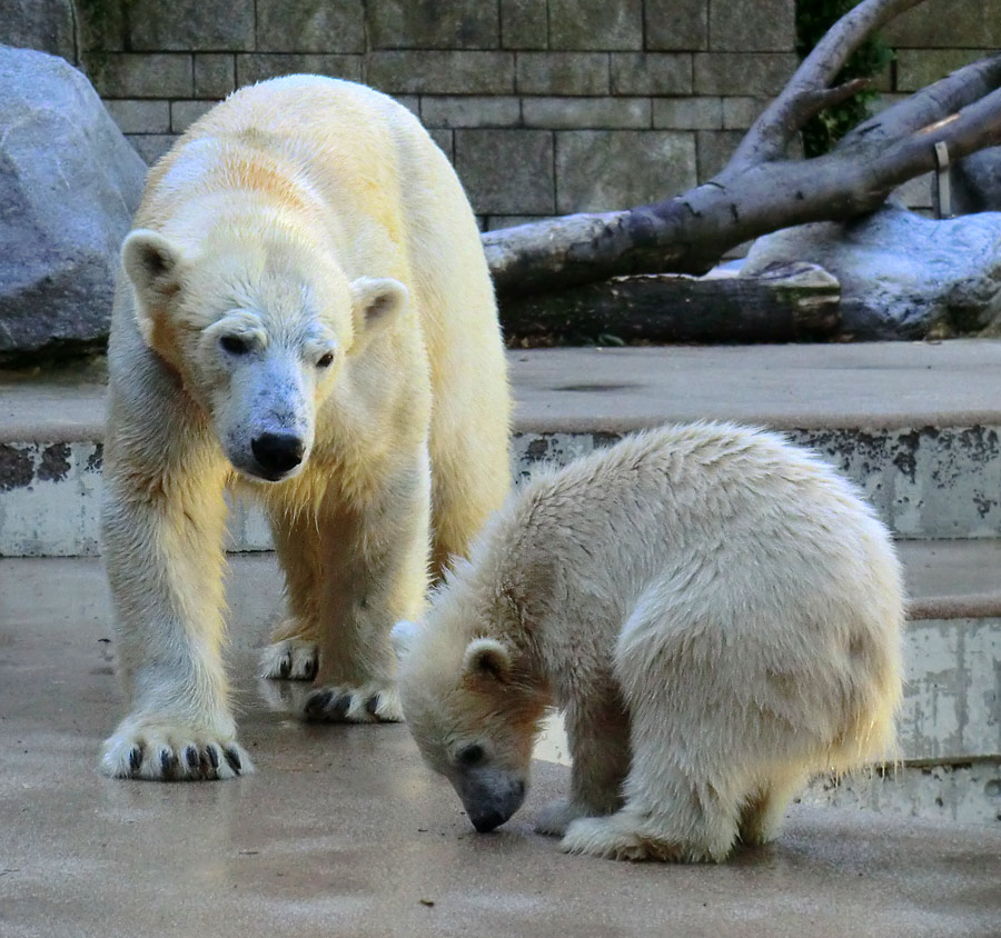Eisbärin VILMA und Eisbärmädchen ANORI am 10. Juni 2012 im Zoologischen Garten Wuppertal