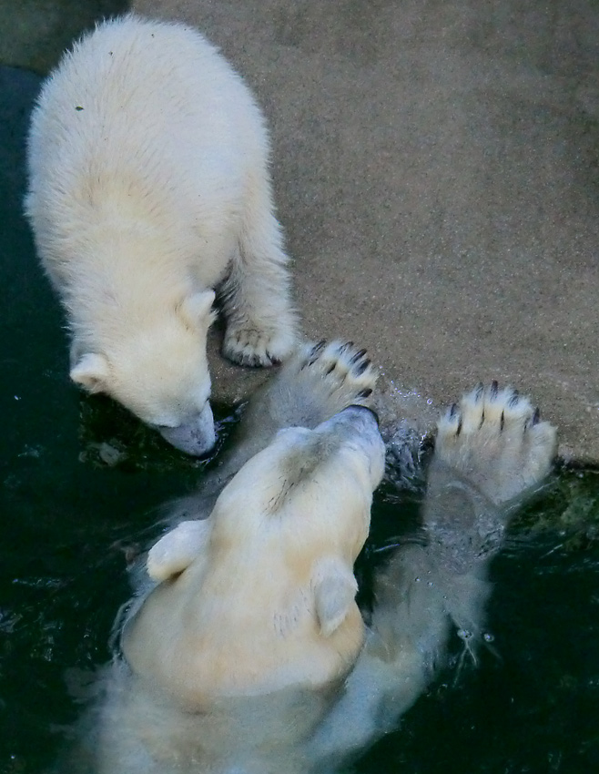 Eisbärmädchen ANORI und Eisbärin VILMA am 10. Juni 2012 im Wuppertaler Zoo