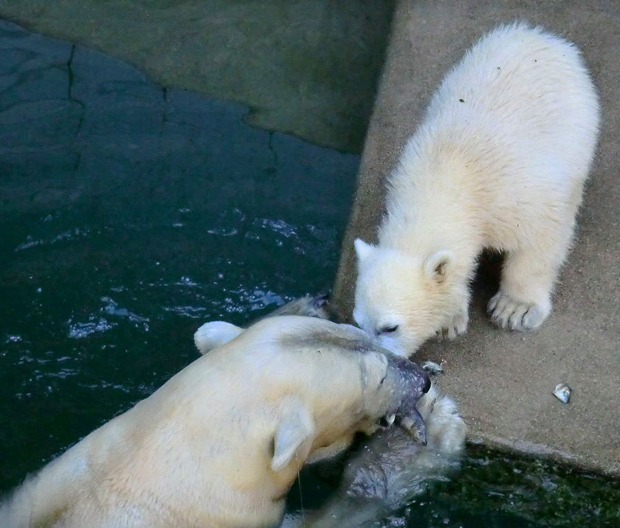 Eisbärin VILMA und Eisbärmädchen ANORI am 10. Juni 2012 im Zoo Wuppertal
