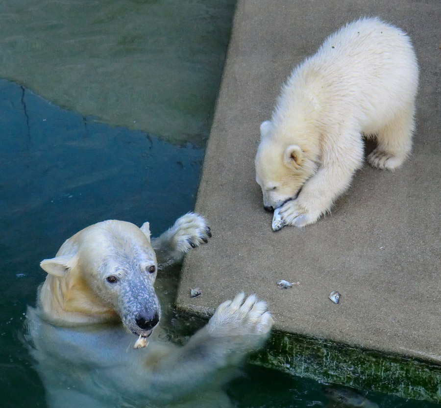 Eisbärin VILMA und Eisbärmädchen ANORI am 10. Juni 2012 im Zoologischen Garten Wuppertal