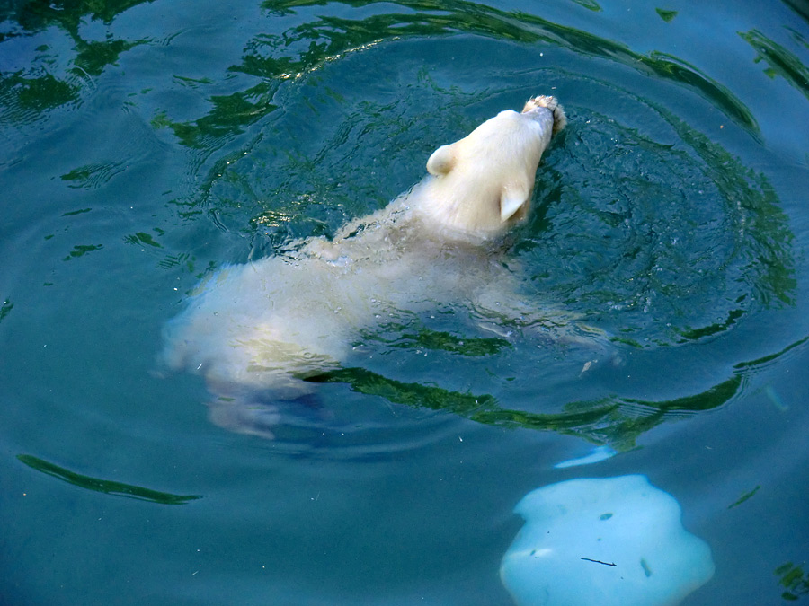 Eisbärmädchen ANORI am 10. Juni 2012 im Wuppertaler Zoo