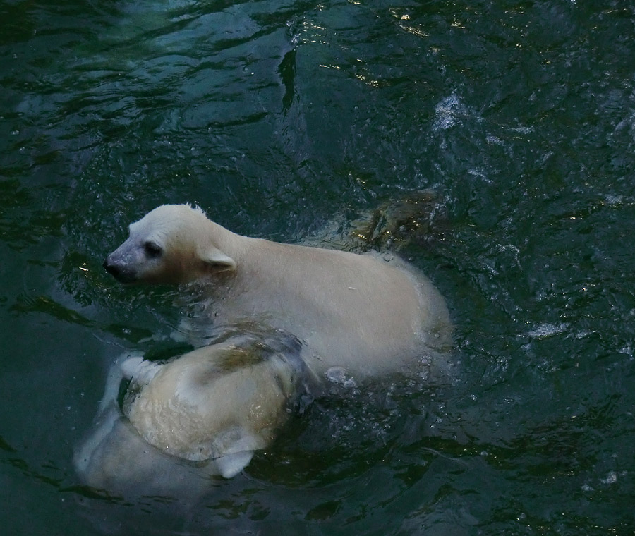 Eisbärin VILMA und Eisbärmädchen ANORI am 10. Juni 2012 im Zoo Wuppertal