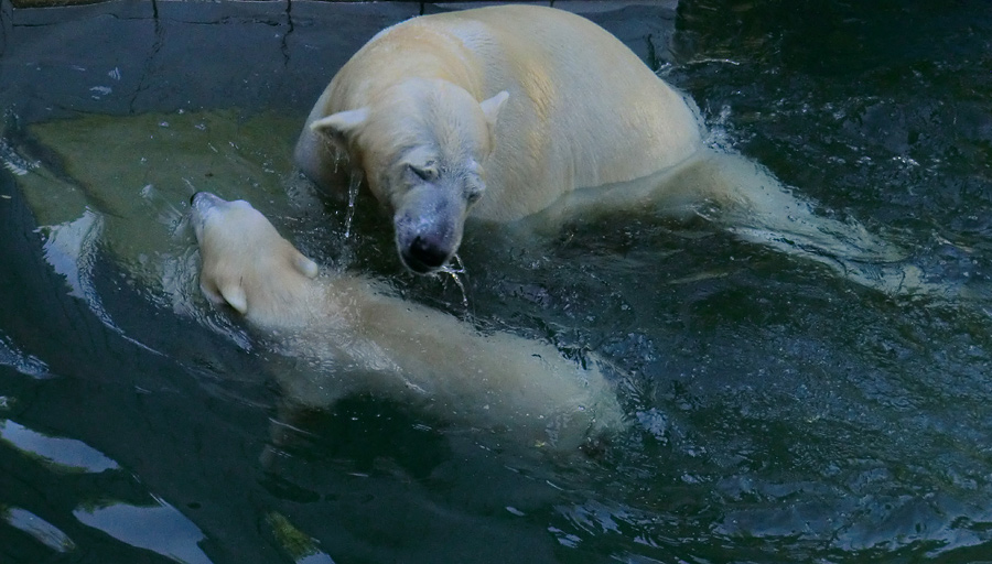 Eisbärmädchen ANORI und Eisbärin VILMA am 10. Juni 2012 im Zoologischen Garten Wuppertal