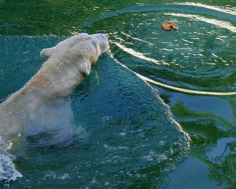 Eisbärin VILMA am 10. Juni 2012 im Wuppertaler Zoo