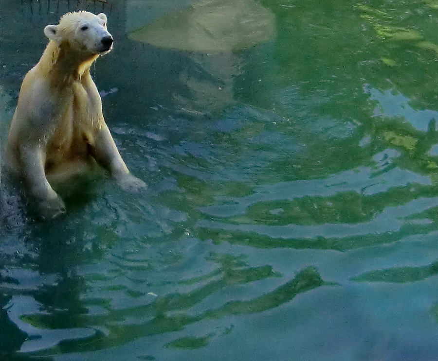 Eisbärin VILMA am 10. Juni 2012 im Zoologischen Garten Wuppertal