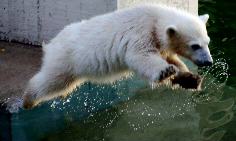 Eisbärmädchen ANORI am 10. Juni 2012 im Zoologischen Garten Wuppertal