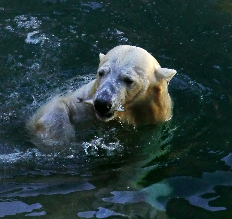 Eisbärin VILMA am 10. Juni 2012 im Wuppertaler Zoo