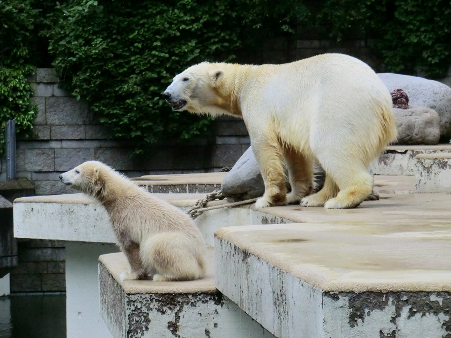 Eisbärmädchen ANORI und Eisbärin VILMA am 15. Juni 2012 im Zoologischen Garten Wuppertal