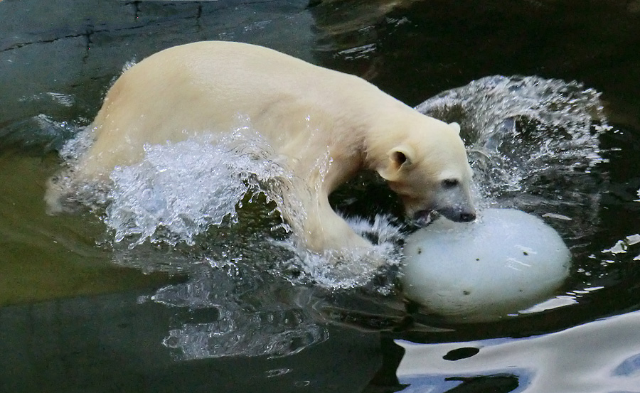 Eisbärmädchen ANORI am 17. Juni 2012 im Wuppertaler Zoo