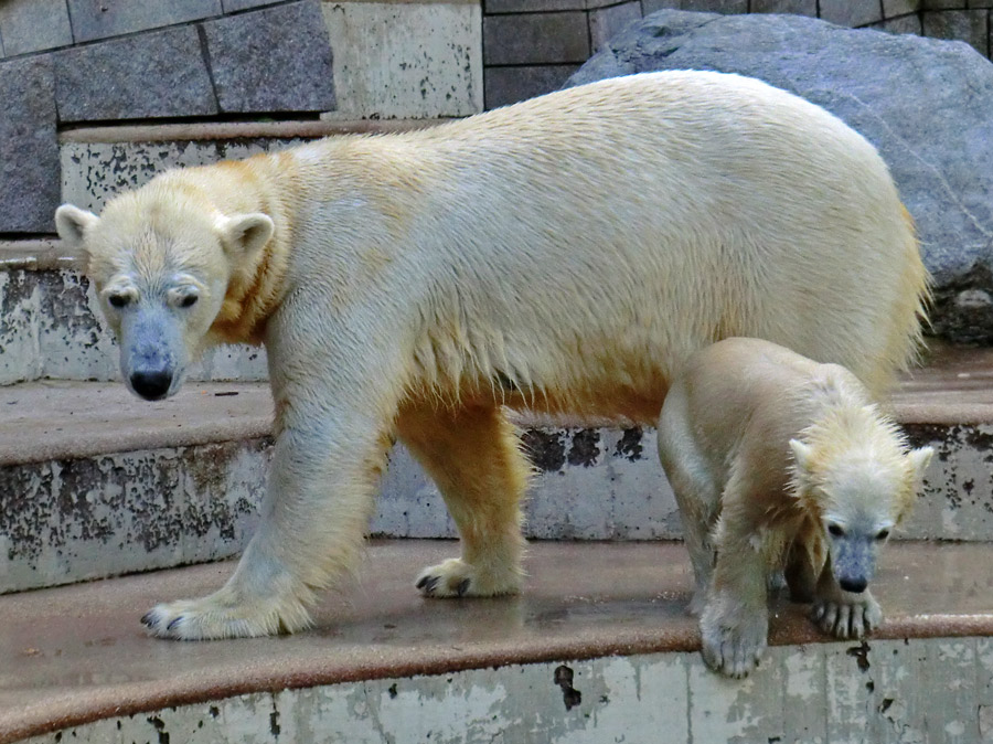 Eisbärin VILMA und Eisbärmädchen ANORI am 17. Juni 2012 im Zoologischen Garten Wuppertal