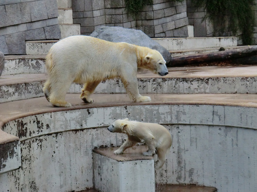Eisbärin VILMA und Eisbärmädchen ANORI am 17. Juni 2012 im Wuppertaler Zoo