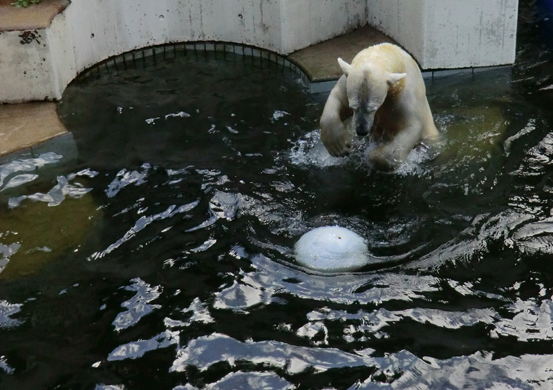 Eisbärin VILMA am 17. Juni 2012 im Zoo Wuppertal