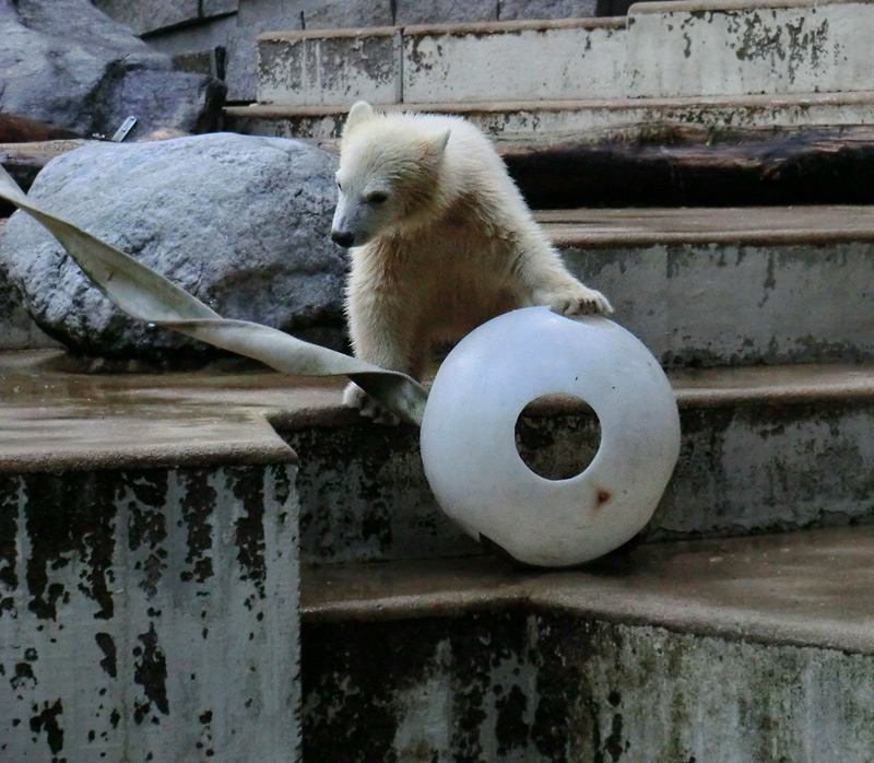 Eisbärmädchen ANORI am 17. Juni 2012 im Zoologischen Garten Wuppertal
