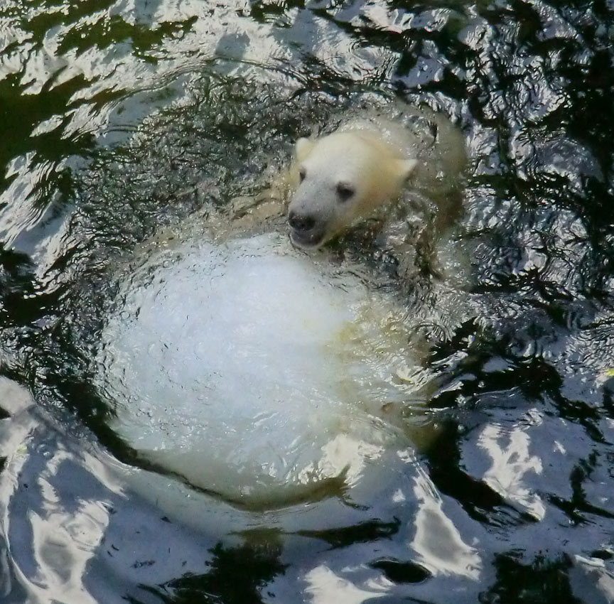 Eisbärmädchen ANORI am 17. Juni 2012 im Wuppertaler Zoo