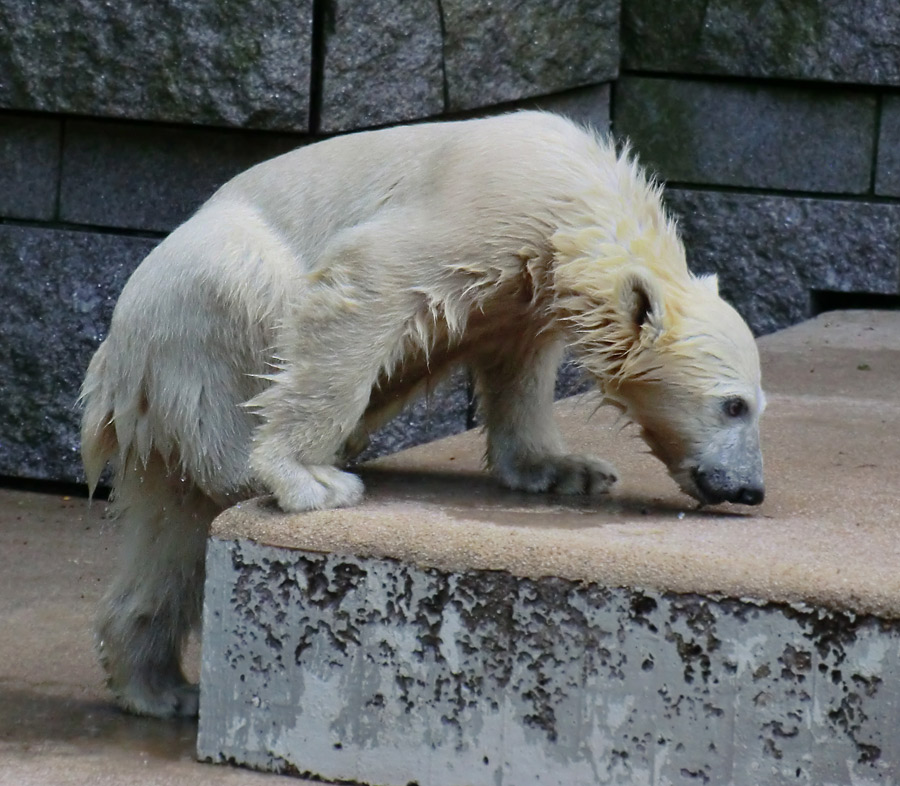Eisbärmädchen ANORI am 17. Juni 2012 im Zoo Wuppertal
