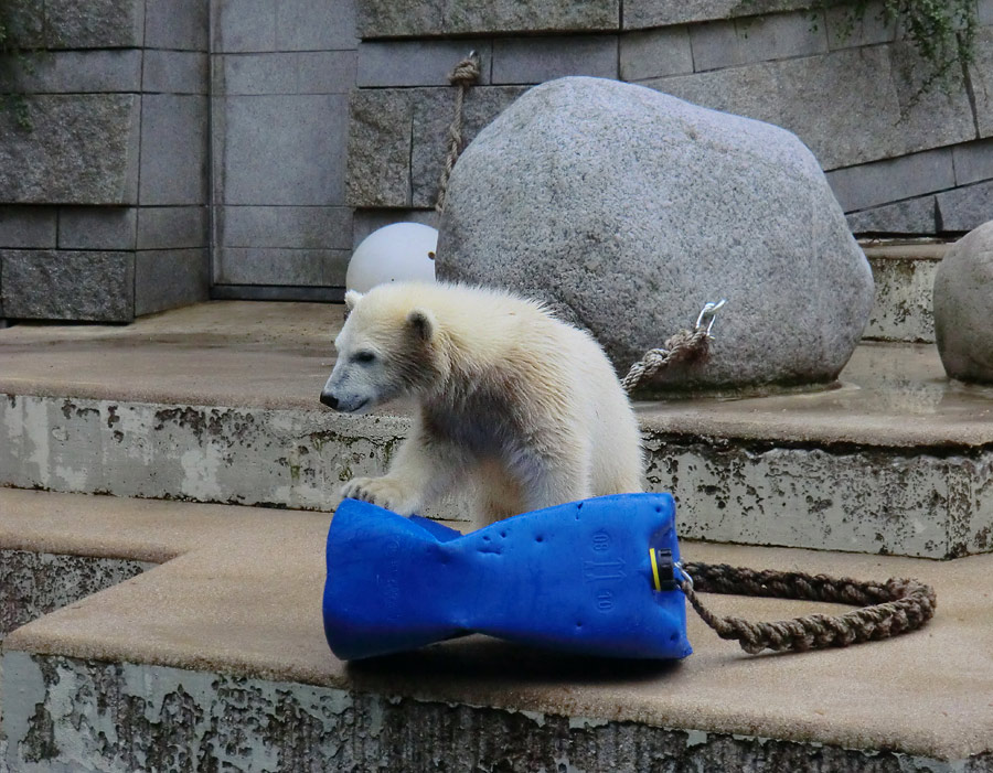 Eisbärmädchen ANORI am 23. Juni 2012 im Wuppertaler Zoo
