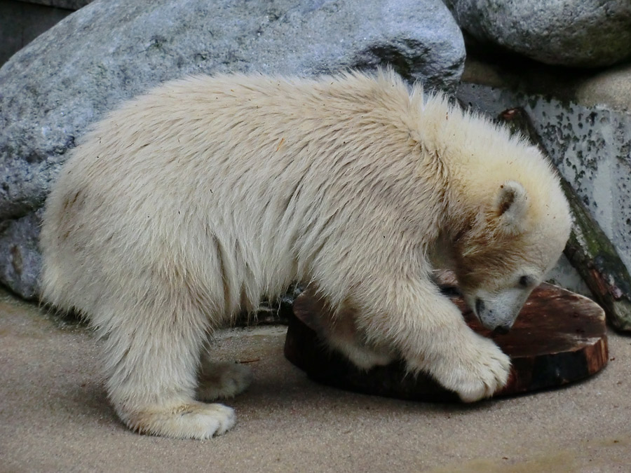 Eisbärmädchen ANORI am 23. Juni 2012 im Zoologischen Garten Wuppertal
