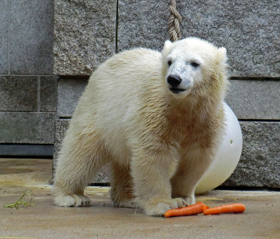 Eisbärmädchen ANORI am 23. Juni 2012 im Wuppertaler Zoo