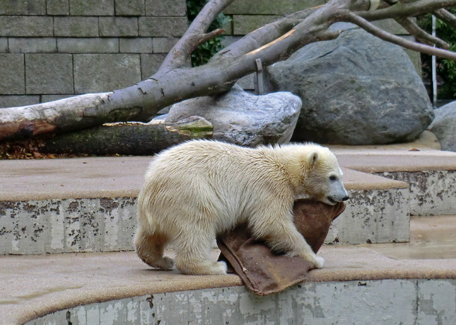 Eisbärmädchen ANORI am 23. Juni 2012 im Zoologischen Garten Wuppertal