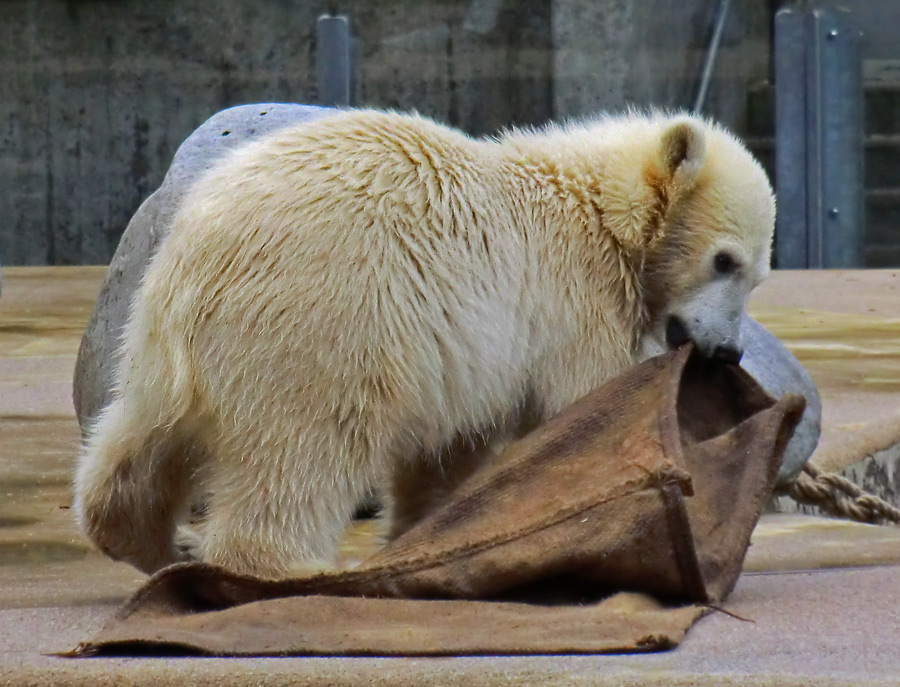 Eisbärmädchen ANORI am 23. Juni 2012 im Zoo Wuppertal