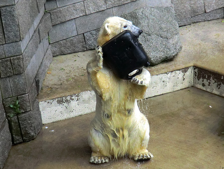 Eisbärin VILMA am 24. Juni 2012 im Zoologischen Garten Wuppertal