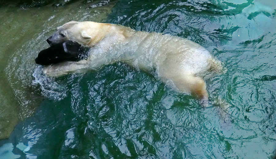 Eisbärin VILMA am 24. Juni 2012 im Zoo Wuppertal