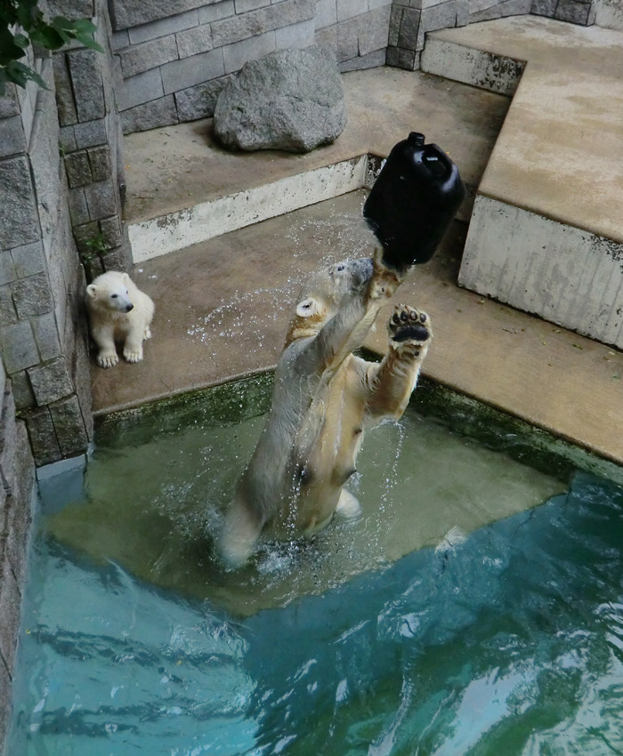 Eisbärin VILMA am 24. Juni 2012 im Wuppertaler Zoo