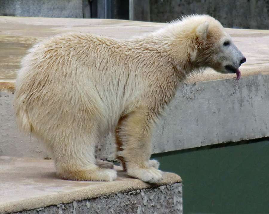 Eisbärmädchen ANORI am 24. Juni 2012 im Wuppertaler Zoo