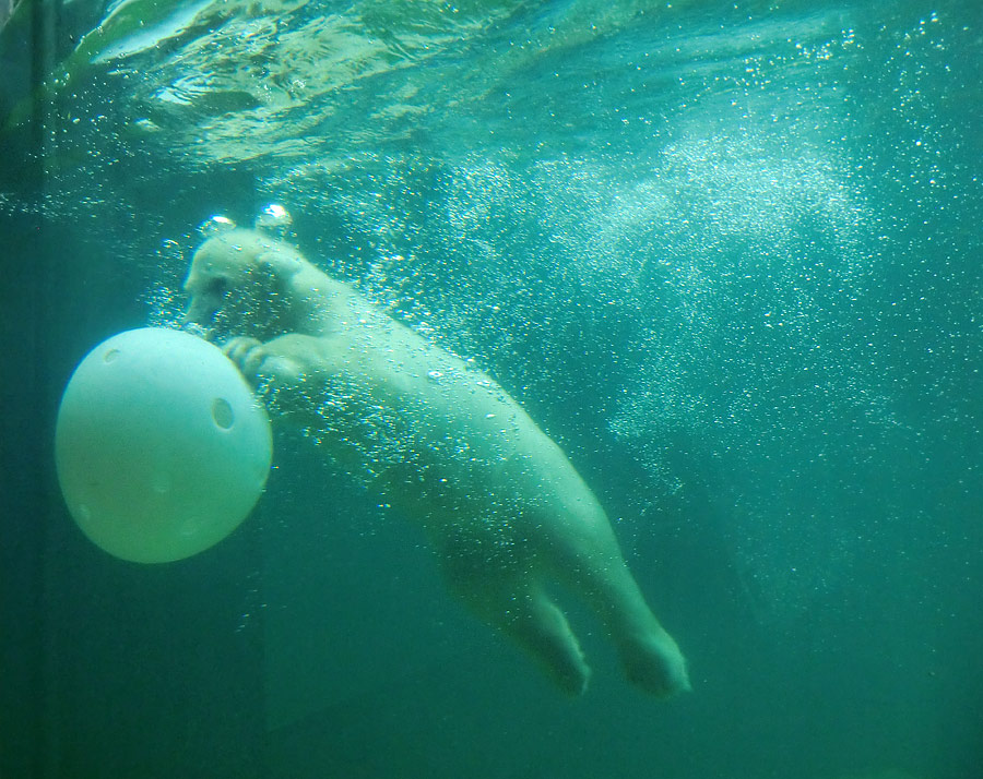 Eisbärmädchen ANORI am 24. Juni 2012 im Zoologischen Garten Wuppertal