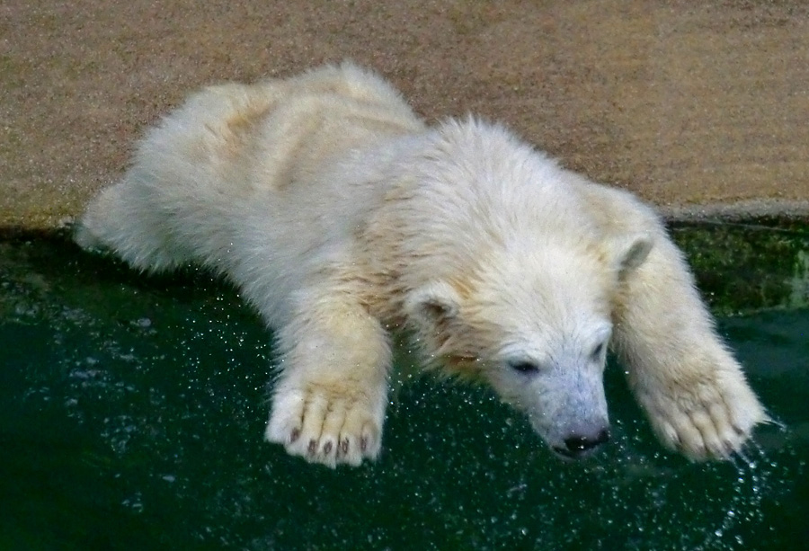 Eisbärmädchen ANORI am 24. Juni 2012 im Zoo Wuppertal