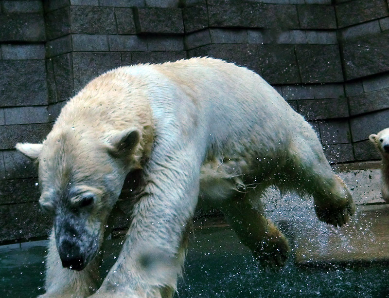 Eisbärin VILMA am 24. Juni 2012 im Wuppertaler Zoo