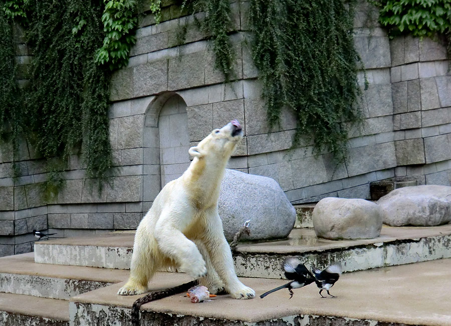 Eisbärin VILMA am 30. Juni 2012 im Zoo Wuppertal
