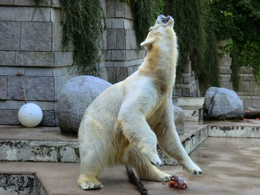 Eisbärin VILMA am 30. Juni 2012 im Zoologischen Garten Wuppertal