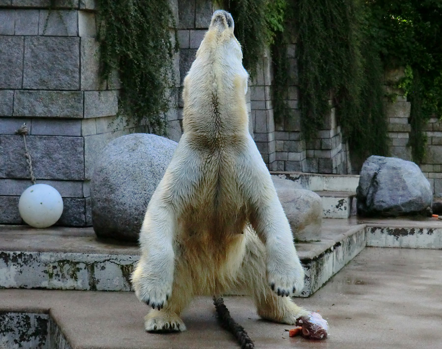 Eisbärin VILMA am 30. Juni 2012 im Wuppertaler Zoo
