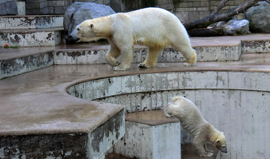 Eisbärin VILMA und Eisbärmädchen ANORI am 30. Juni 2012 im Zoo Wuppertal