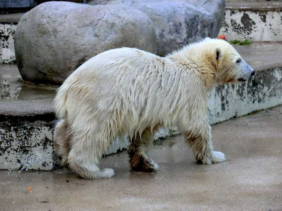 Eisbärmädchen ANORI am 30. Juni 2012 im Wuppertaler Zoo