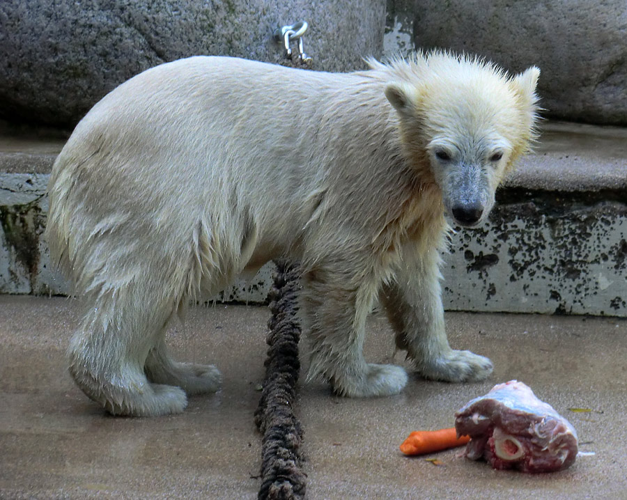 Eisbärmädchen ANORI am 30. Juni 2012 im Zoologischen Garten Wuppertal