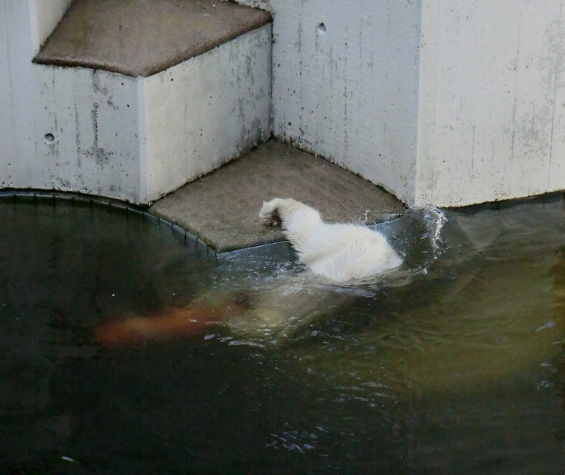 Eisbärmädchen ANORI am 30. Juni 2012 im Zoologischen Garten Wuppertal