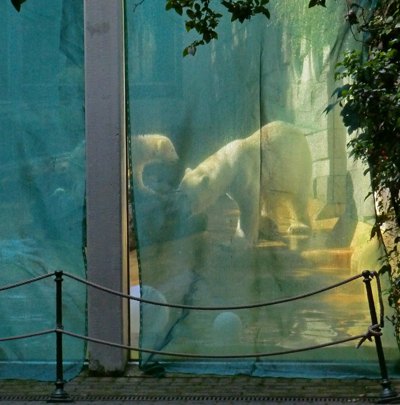 Eisbärmädchen ANORI und Eisbärin VILMA am 30. Juni 2012 im Zoo Wuppertal