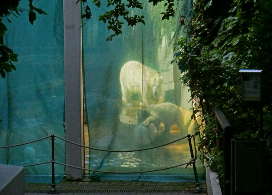 Eisbärmädchen ANORI und Eisbärin VILMA am 30. Juni 2012 im Zoologischen Garten Wuppertal