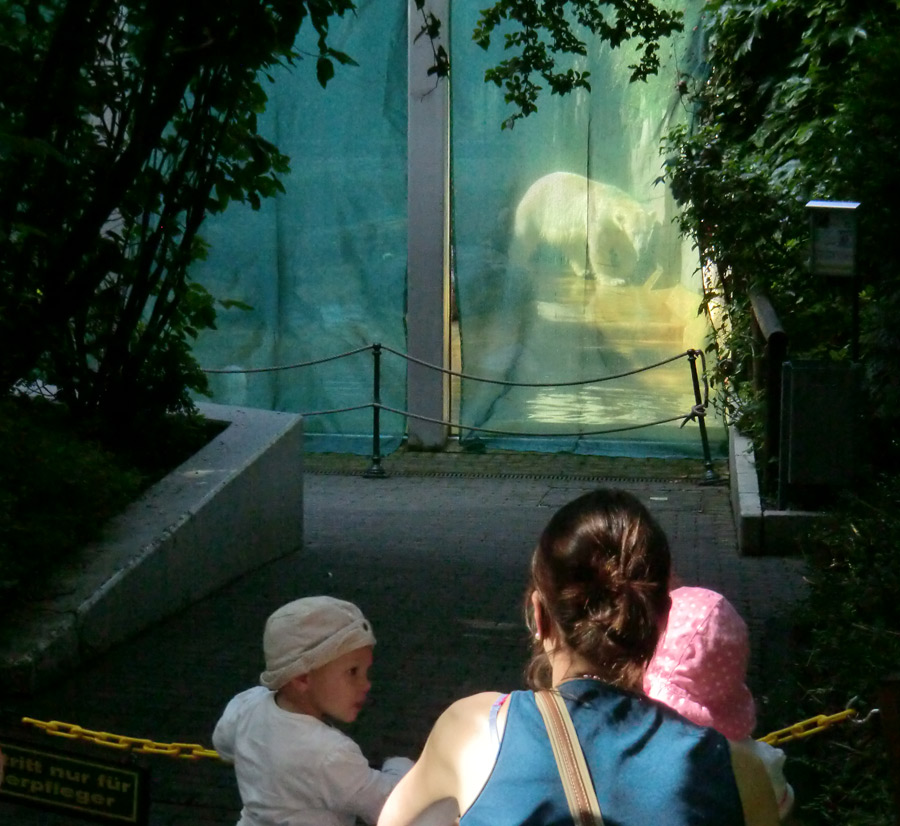 Eisbärin VILMA am 30. Juni 2012 im Wuppertaler Zoo