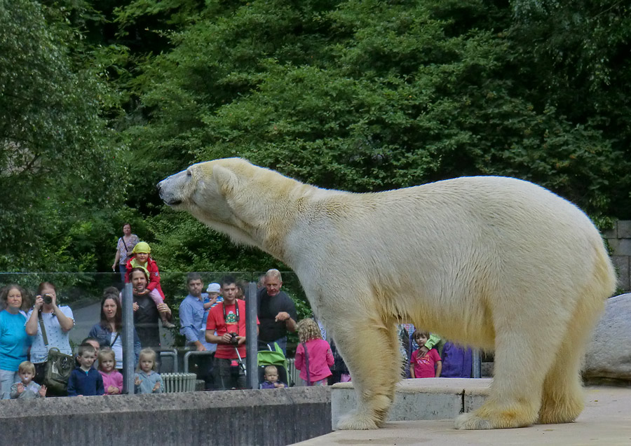 Eisbärin VILMA am 1. Juli 2012 im Zoo Wuppertal