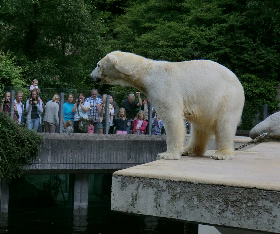 Eisbärin VILMA am 1. Juli 2012 im Zoologischen Garten Wuppertal