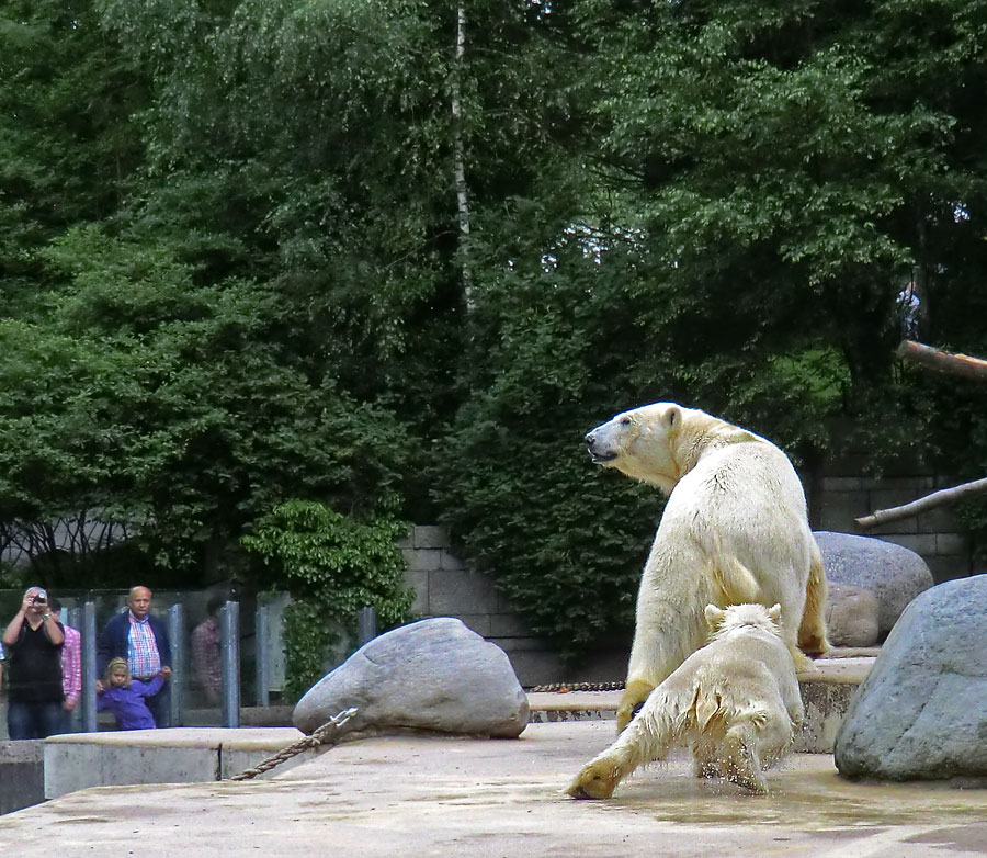 Eisbärin VILMA und Eisbärmädchen ANORI am 1. Juli 2012 im Zoologischen Garten Wuppertal